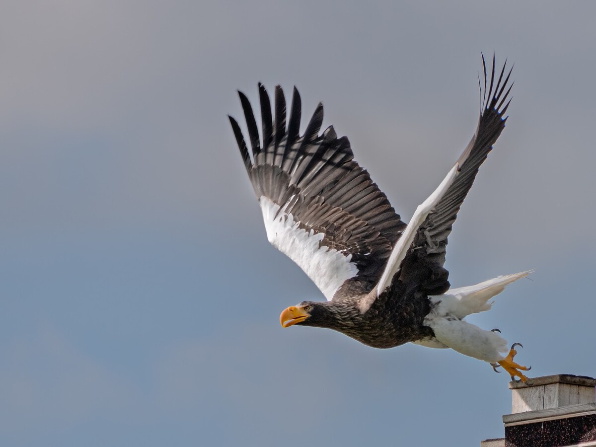 Take Off